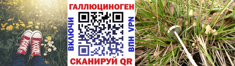 blacksprut tor  Конаково  Галлюциногенные грибы Psilocybe 